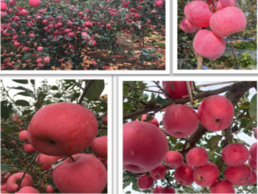 蘋果種植