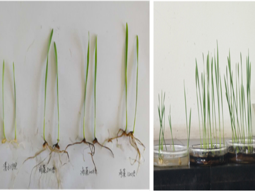 小麥種子發(fā)芽實驗