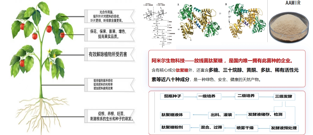 阿米爾生物科技——放線菌肽聚糖 ，是國內(nèi)唯一擁有此菌種的企業(yè)。.jpg