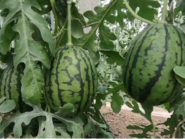 昌樂(lè)西瓜種植