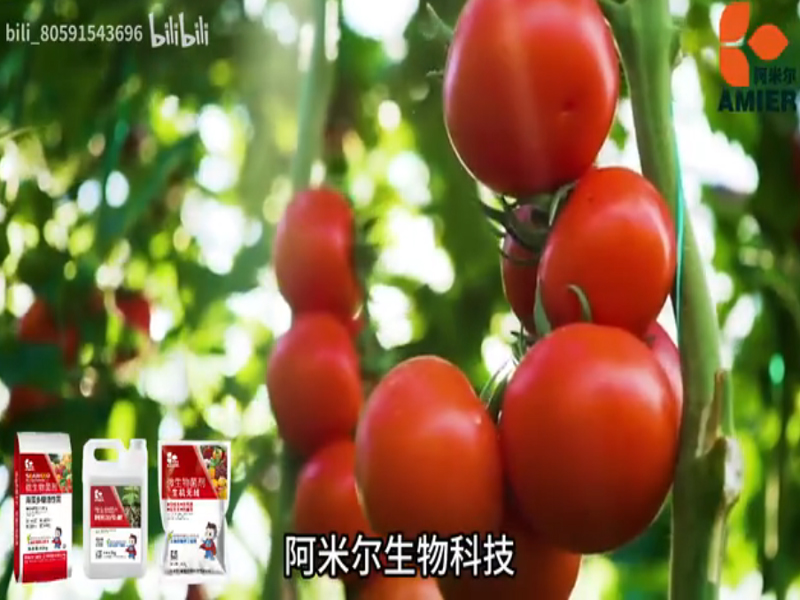 阿米爾生物科技-喚醒自然力量 服務(wù)綠色農(nóng)業(yè)